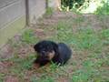 Rottweiler video