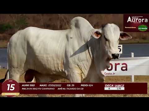 4� De Olho na Fazenda - NELORE AURORA participa��o Chico Paulic�ia