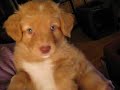 Daintree Duck Tollers- Chai Daintree Duck Tollers- Chai