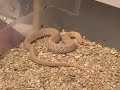 SnakeBytesTV-youtubes top pet snake picks!