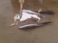 fashionismierda- gaviota muerta 2