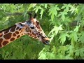 giraffe-fight-in-the-waterberg-south-africa.html