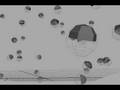 videos de Jelly Crowd MEL Script Test