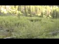 MT Moose Country