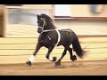 FPS Approved Friesian Stallion Fridse 423 FPS Approved Friesian Stallion Fridse 423