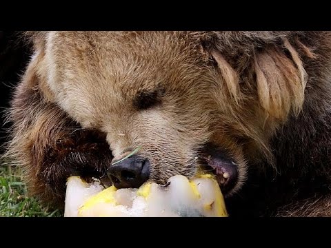 Helsinki/Finnland: Zoo Helsinki - Braunbren beenden Winterruhe