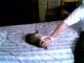 CAT FIGHT !