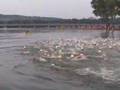 Hy-Vee Triathalon Des Moines, IA