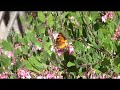 California Tortoise Shell butterfly, Nymphalis californica