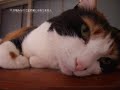 Thank you for watching this video. (^-^) Unfortunately, for these few days, there seems to be malfunction in a comment box of youtube again. Please say it to me if your comment is not displayed. ■ 愛猫ユッケとじゃれ合っている時の動画です。途中、耳をこちょこちょしていたら、甘噛みしてきたので、わざと痛いフリをしてみました。すると、ユッケは私の顔をチラチラ見ながら、わざとカミカミしてきます。そして、私が「ど～ゆ～こと?」と言うと、またまたわざとカミカミして知らんぷり。o(≧▽≦o)そして、噛んだ後にペロペロしてフォローするところが何ともかわいかったです。● The scene of the first half. It was our sweet time. I tickled her(Yukke) ear on the way. Then she bit my hand. (*^_^*) And she always stares at my face when she bites my hand. I pretend hurt on purpose then. It is very pretty to repeat that she lick my hand immediately after she bit my hand. Perhaps all cats enjoy such sweet time with their daddy and mommy. (=^^=) ?
