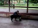 www.canilcaraibas.com