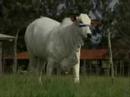 Lote 34 - Leil�o Virtual Nelore Fort