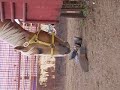 DENNIS AND BOOTS