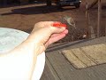 Hand Feeding a Hummingbird / 5 Stills