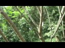 Macaquinhos na pista Cl�udio Coutinho