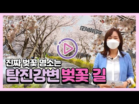 [흥미진진장흥 5호] 탐진강변 벚꽃길