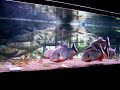 6 PIRANHA FEEDING - Cariba