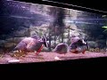 6 PIRANHA FEEDING - Cariba