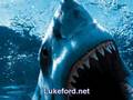 Luke Ford, Holly Randall: Who's the shark?