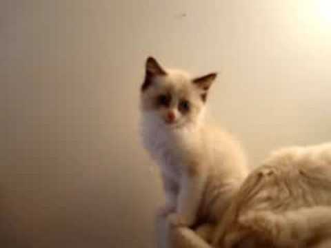 Angelkissed Ragdolls 0 Angelkissed Ragdolls