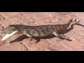 strugling reptiles