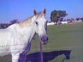 Dog and Miniature horse 3