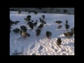 All Wild at Quidi Vidi