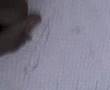 Un ddomingo Al re pedo. .-