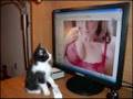 Internet for porn (compilation)