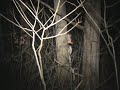 Mossie walker treed by himself Barks Great. Mossie walker treed by himself Barks Great.