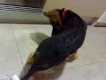 Cachorro de Pastor Aleman con 3 meses y medio Cachorro de Pastor Aleman con 3 meses y medio