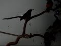 Shama Black-tailed Shama Thrush from Holland Shama Black-tailed Shama Thrush from Holland