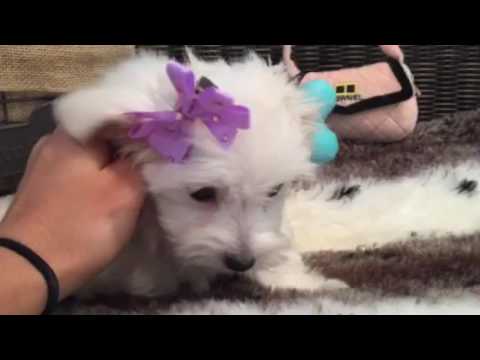 GORGEOUS SNOW WHITE MALTESE BABY GIRL