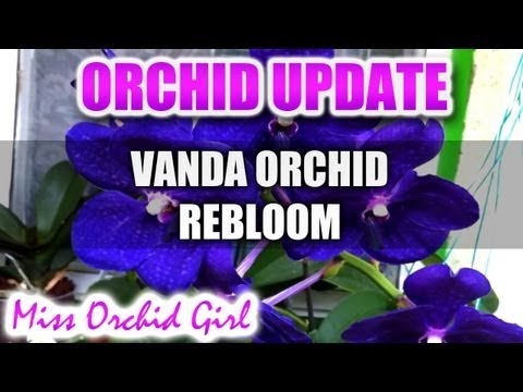 how to care vanda orchids