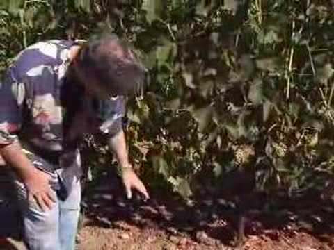 GrapeRadio - Staglin Family Vineyard ...
