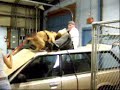 K9 Protection Training