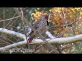 720p HD Red-Shafted Flicker (Woodpecker) wildlife vid