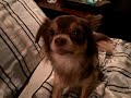 Talking chihuahua - roxie says 