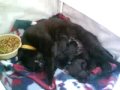 Spooky Kabuki & The 3 Kittens (Day One)