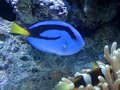 Simbiose entre o palhacinho e o coral xênia. 