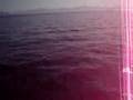 dolphins in gorontalo bay, sulawesi, indonesia
