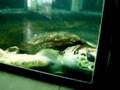 Tortuga Jorge
