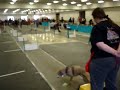 Long Island Road Rage Flyball Video
