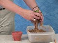 Potting a Keiki Potting a Keiki