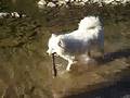 Brin samoyed