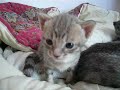 Ocicat + Certosino (chartreux) = ?