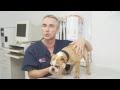 Is my dog sick?