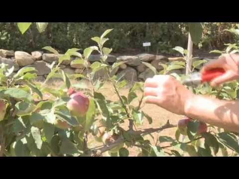 how to grow espalier fruit trees