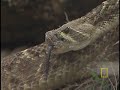 Rattlesnake Roundup Rattlesnake Roundup