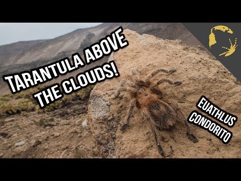 YouTube reptile video